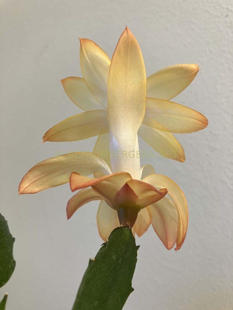 Schlumbergera 'Christmas Flame'