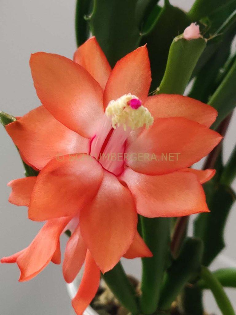 Schlumbergera 'Happy'