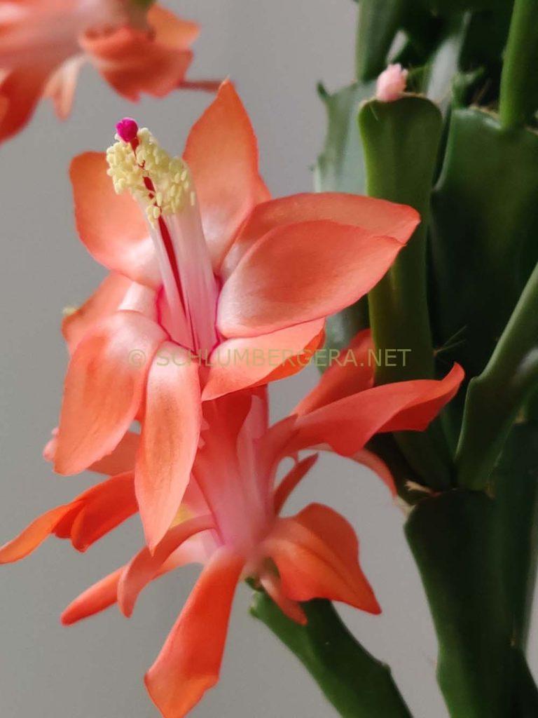 Schlumbergera 'Happy'