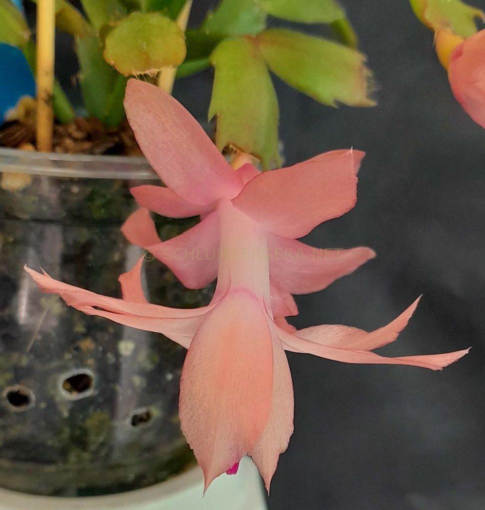 Schlumbergera 'Little Momma Hong'