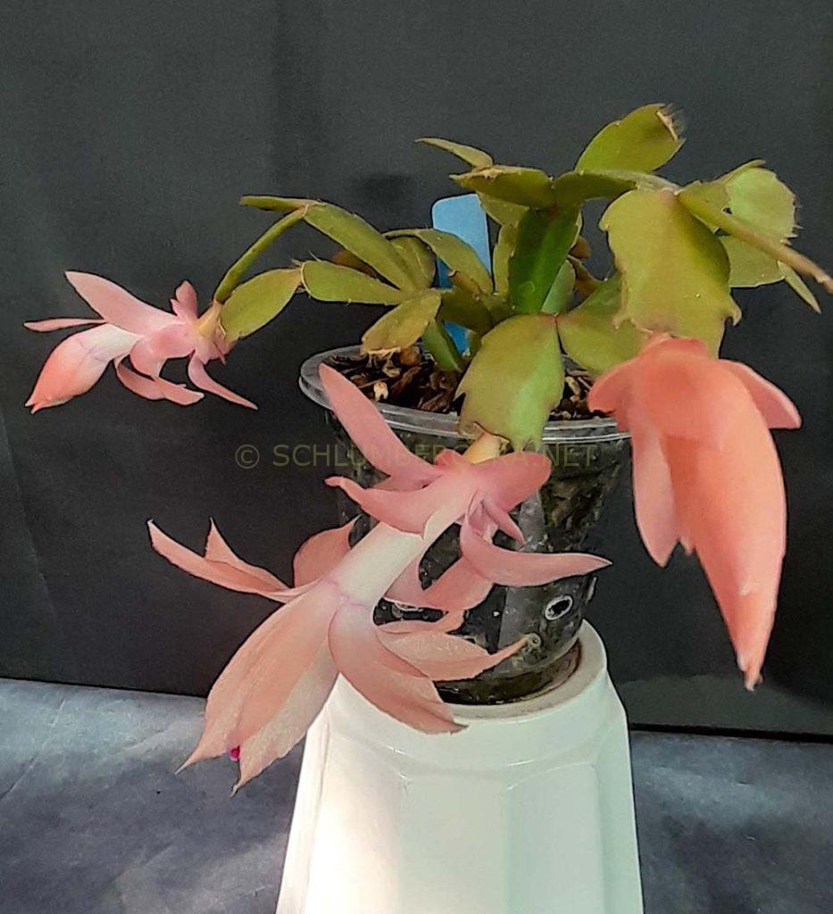 Schlumbergera 'Little Momma Hong'