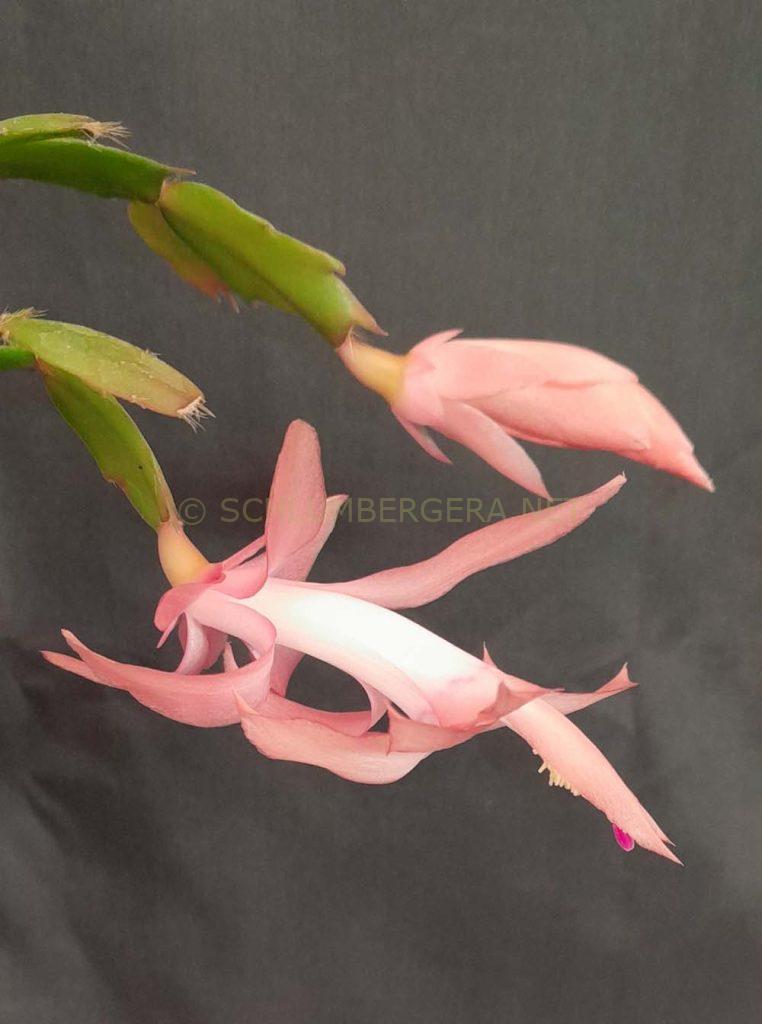 Schlumbergera 'Little Momma Hong'