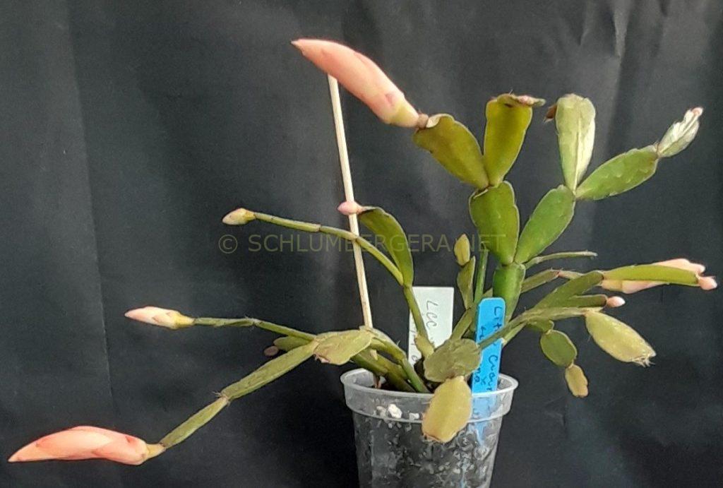 Schlumbergera 'Little Noelle Rose'