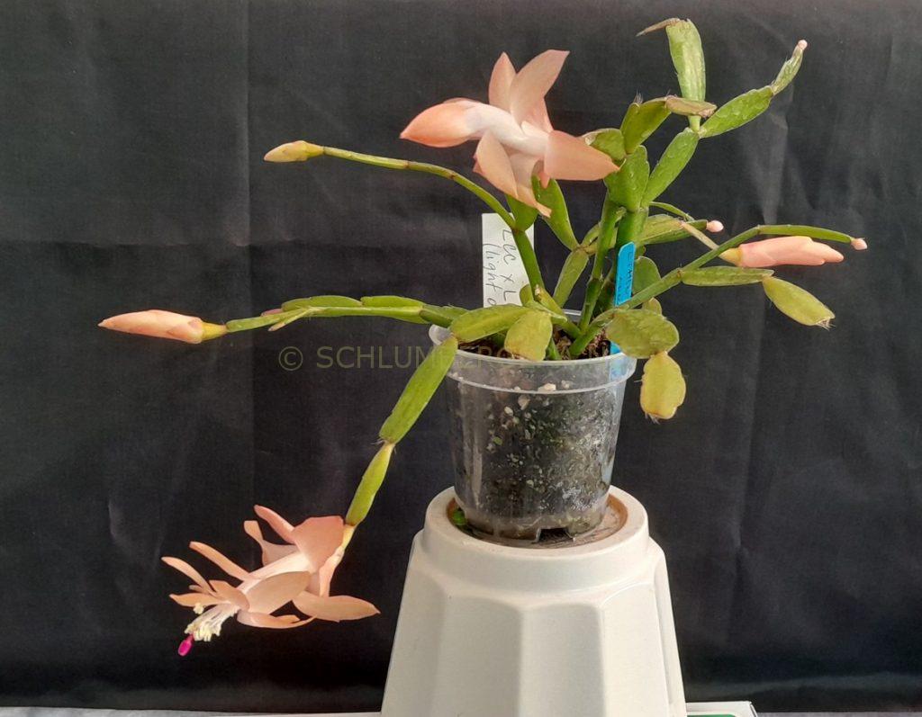 Schlumbergera 'Little Noelle Rose'