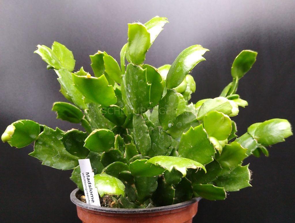 Schlumbergera 'Madslome'