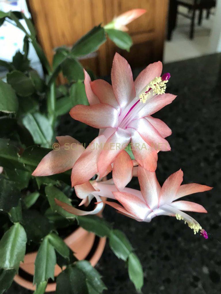 Schlumbergera 'Manitoba Sunrise'