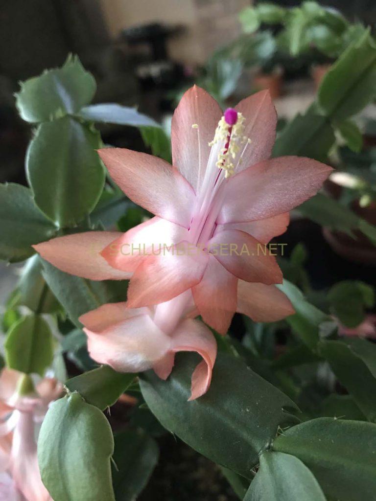 Schlumbergera 'Manitoba Sunrise'