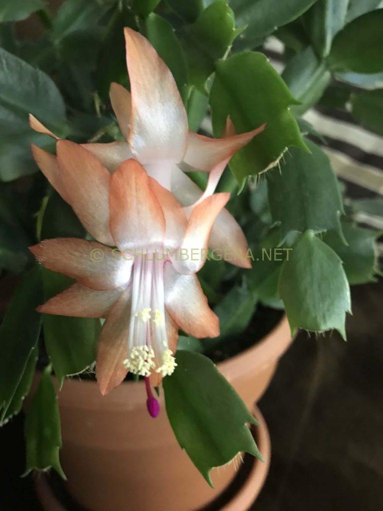 Schlumbergera 'Manitoba Sunrise'