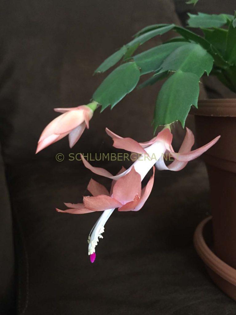 Schlumbergera 'Manitoba Sunrise'