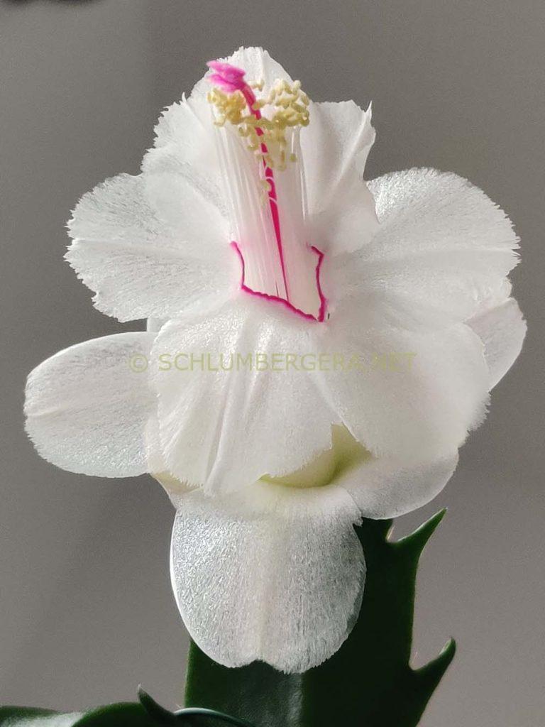 Schlumbergera 'Powder Snow'