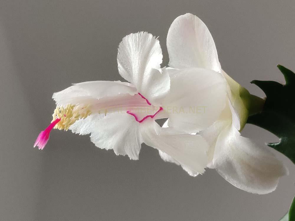Schlumbergera 'Powder Snow'