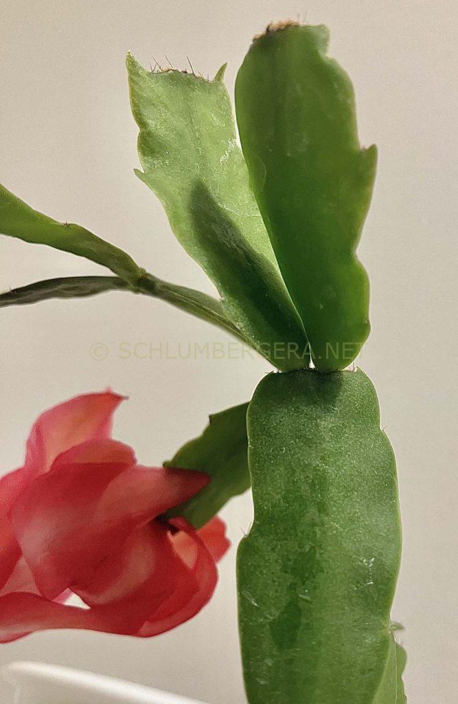 Schlumbergera 'Walles Novembertraum'