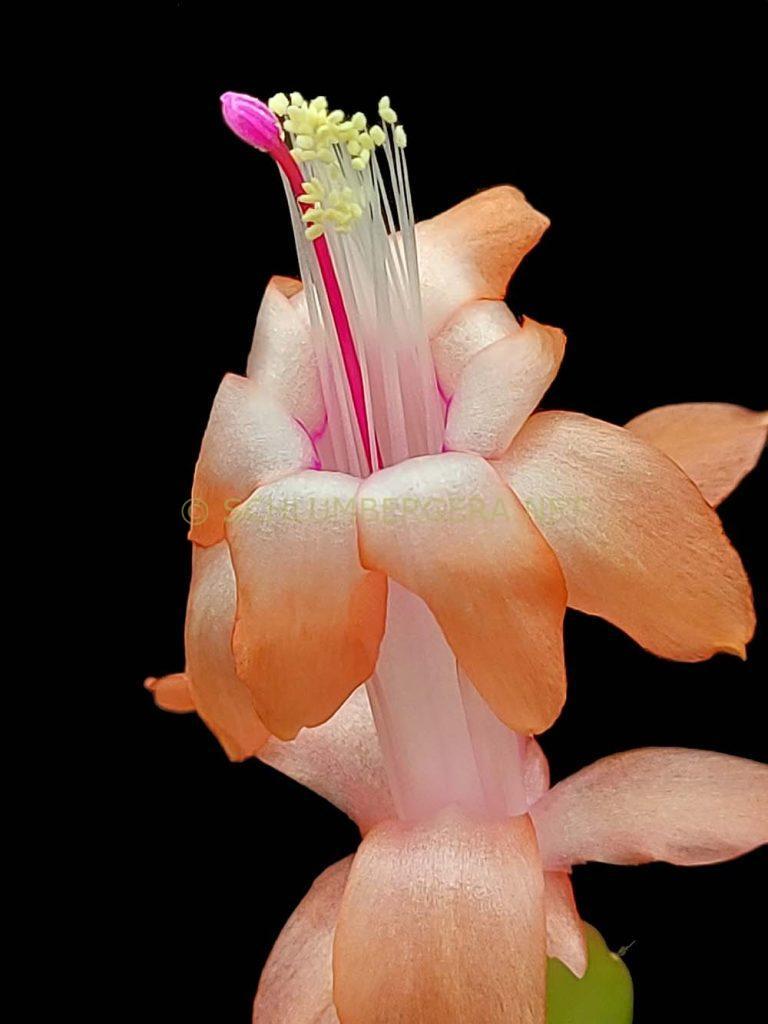 Schlumbergera 'Betty Mireau'