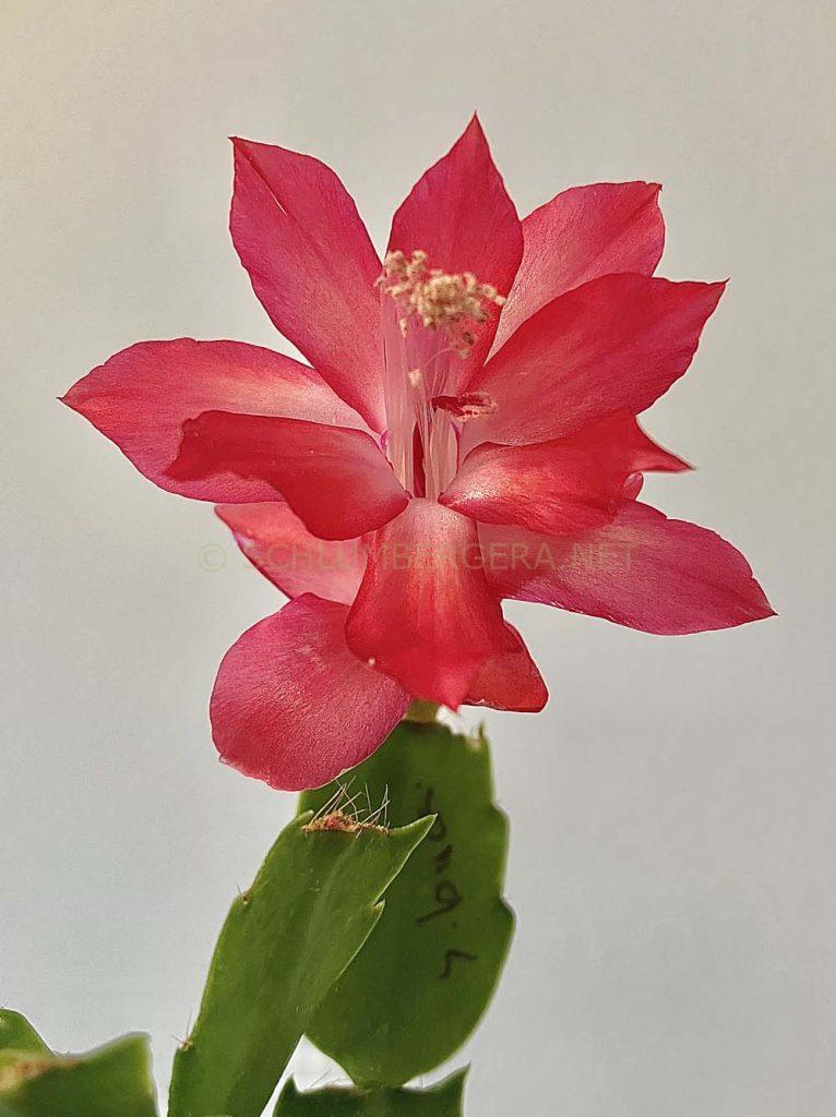 Schlumbergera 'Kris Kringle II'