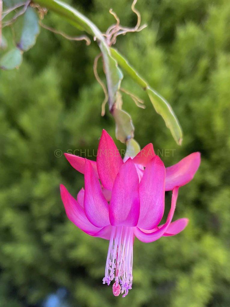 Schlumbergera 'Madame Ed. Andre'