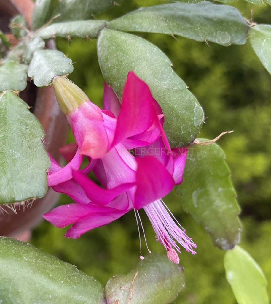 Schlumbergera 'Madame Ed. Andre'