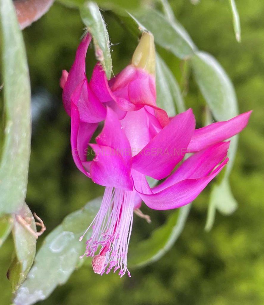 Schlumbergera 'Madame Ed. Andre'