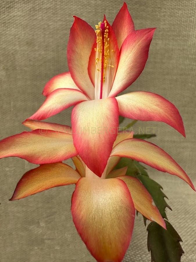 Schlumbergera 'Bright Dawn'