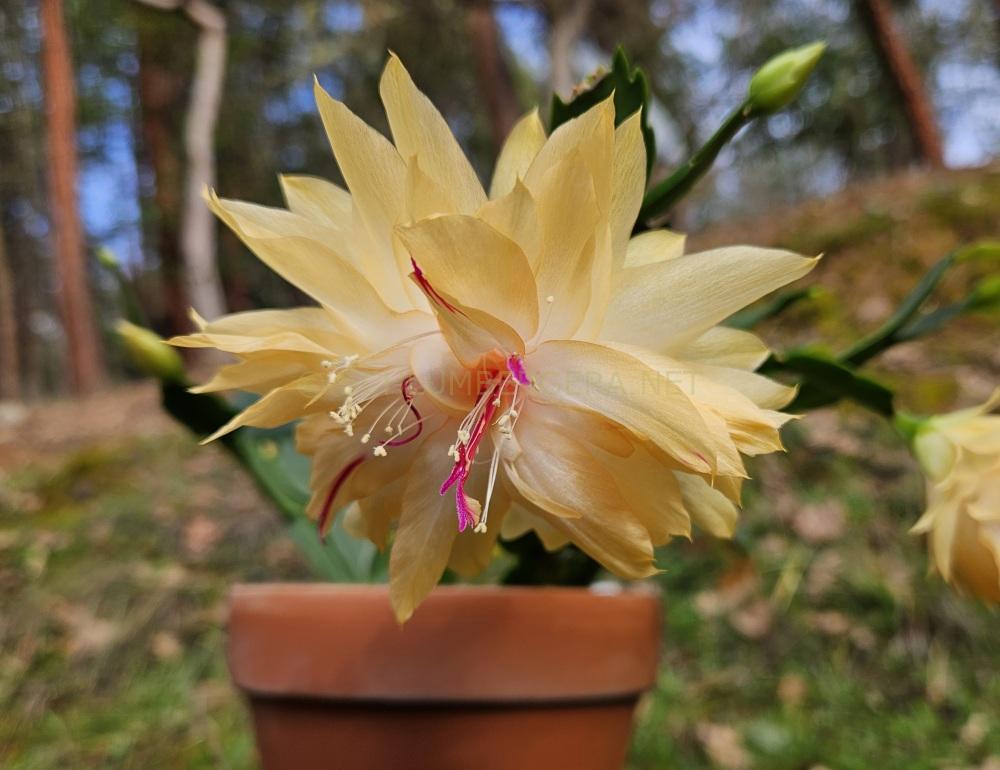 Schlumbergera 'Laila Norman'