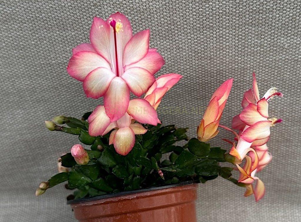 Schlumbergera 'Petite Melon'