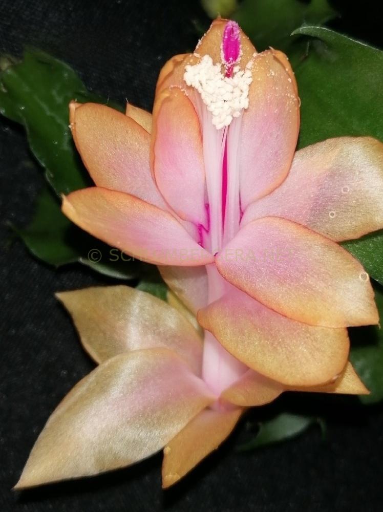 Schlumbergera 'Triana'