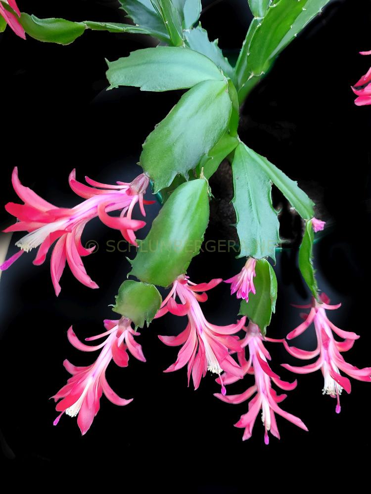 Schlumbergera 'Konpeitou Fire'