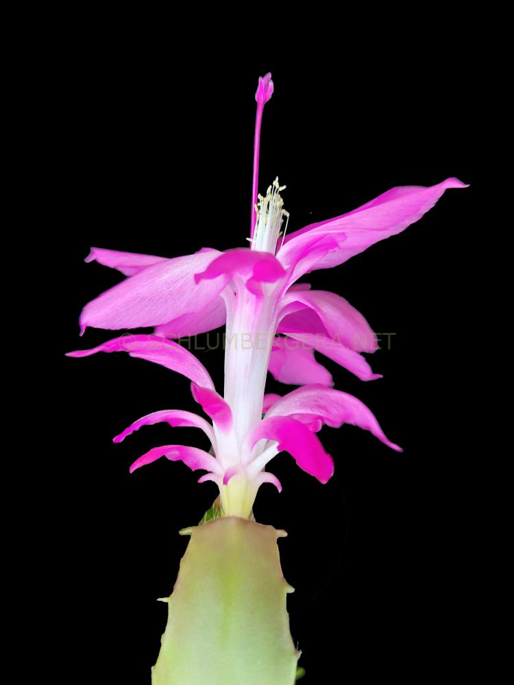 Schlumbergera 'Starburst'