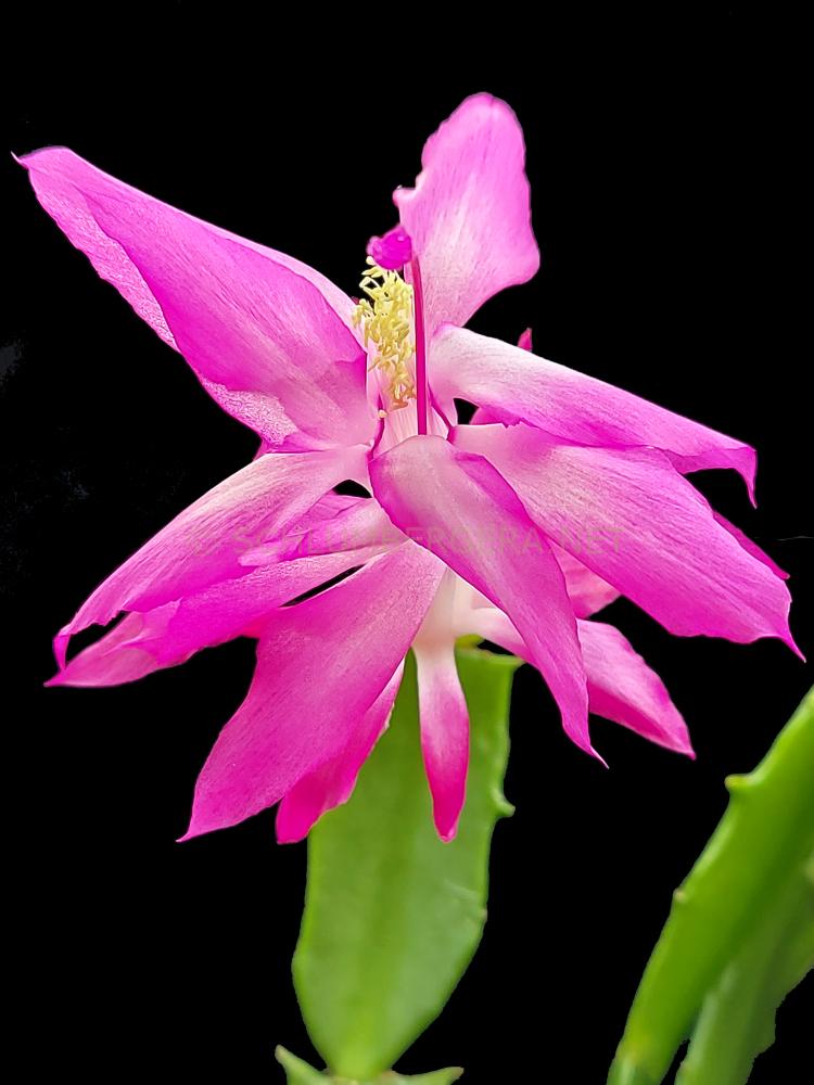 Schlumbergera 'Starburst'