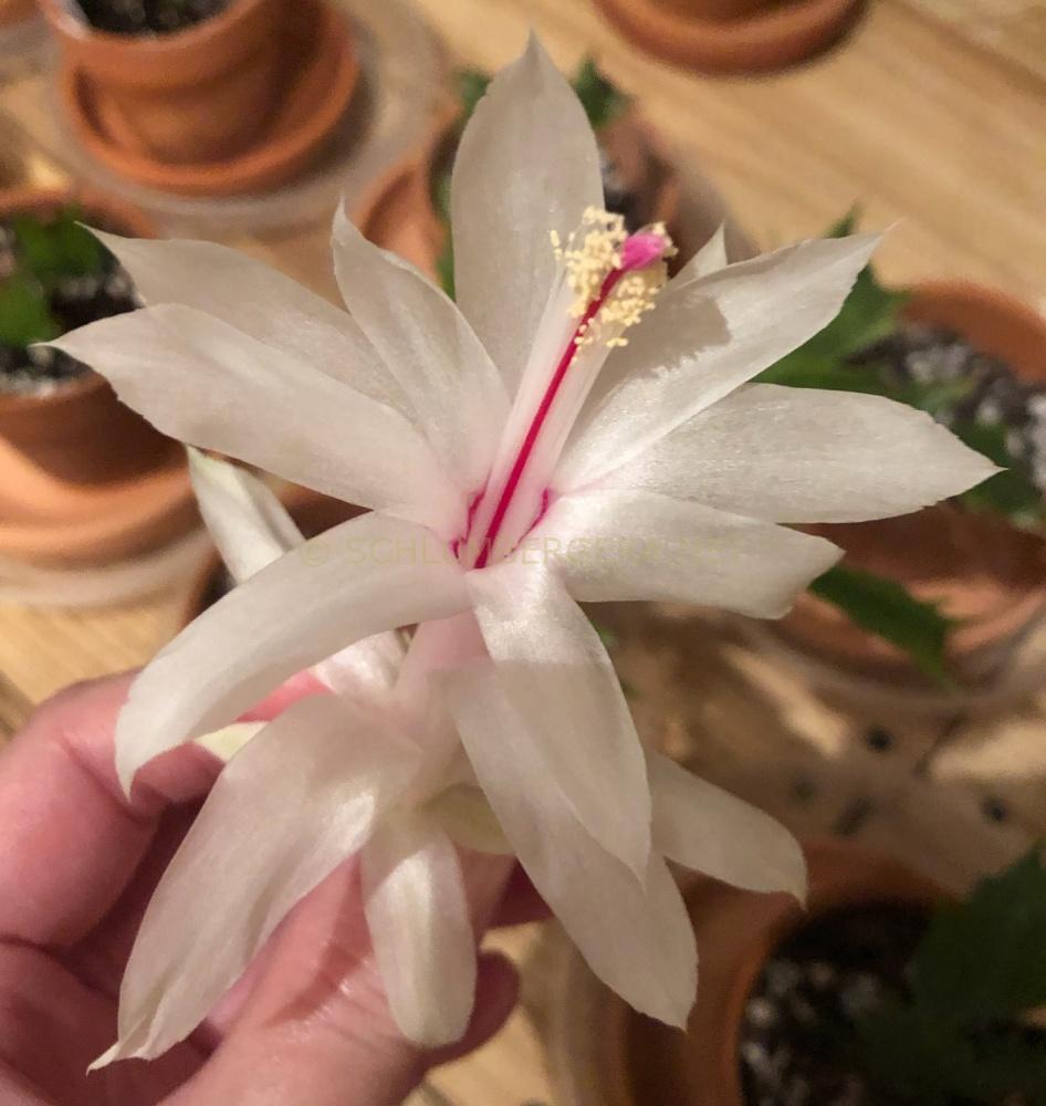 Schlumbergera 'Gail Glazier'