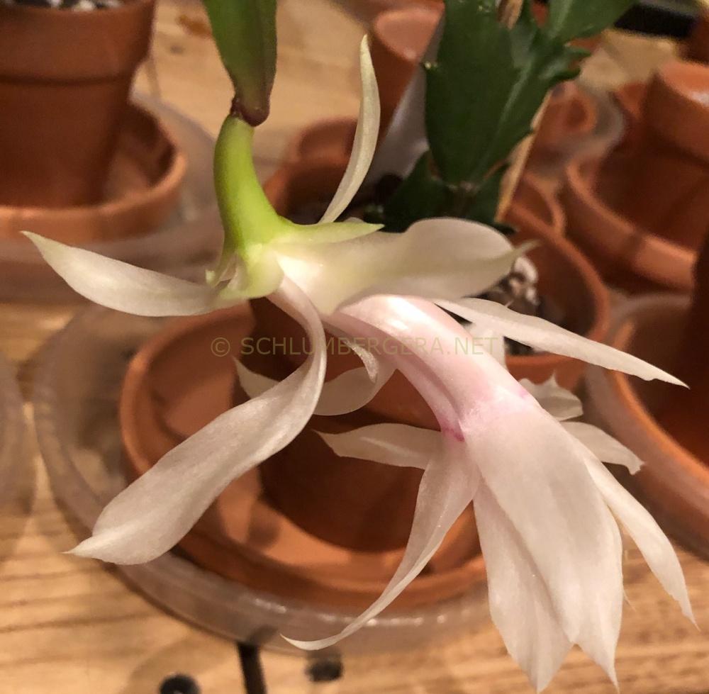 Schlumbergera 'Gail Glazier'