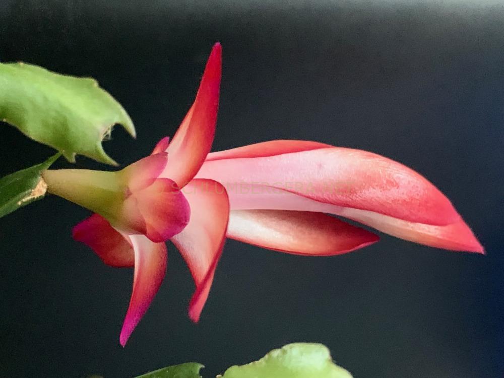 Schlumbergera 'Margit Königer'