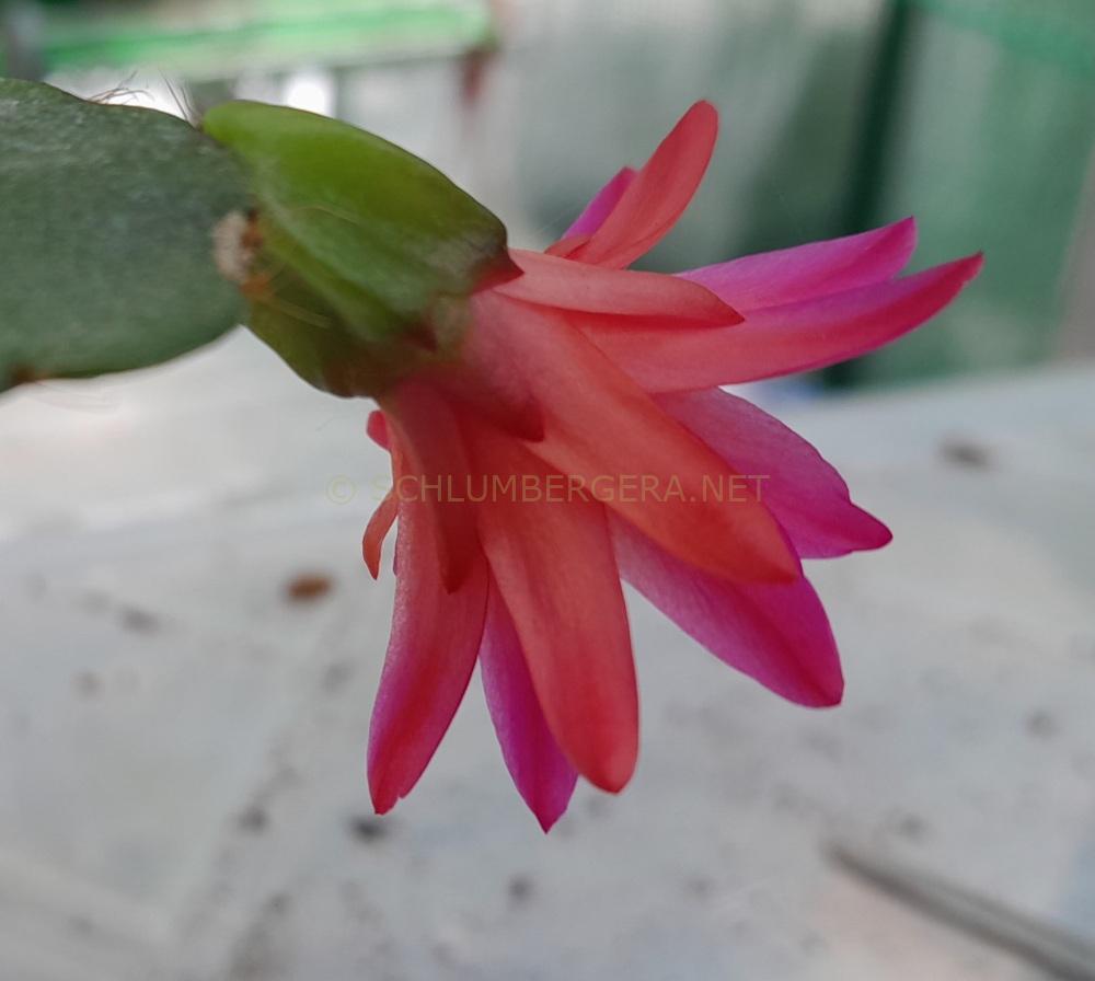 Rhipsalidopsis 'Leila Buys'