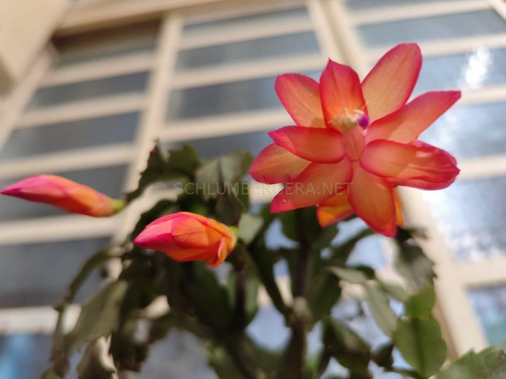 Schlumbergera 'Vanessa Brazil'