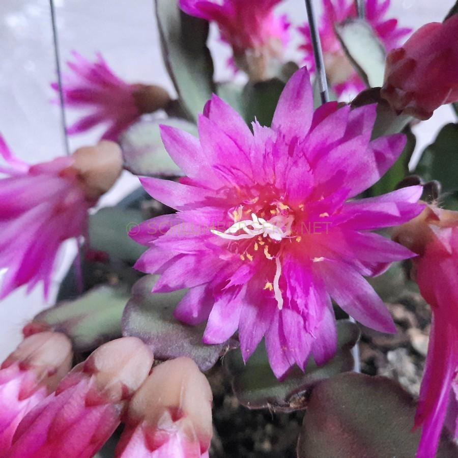 Rhipsalidopsis 'Eastersong'