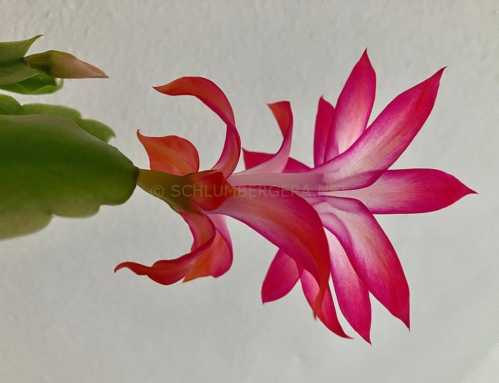 Schlumbergera 'Macaroon'