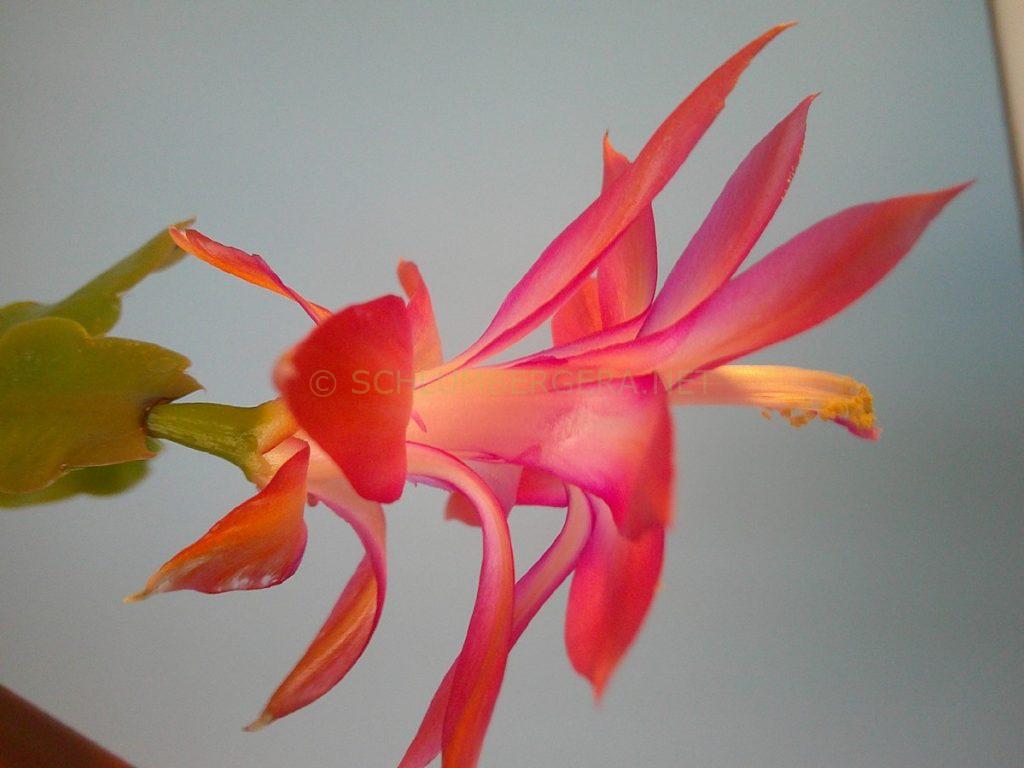 Schlumbergera 'Macaroon'