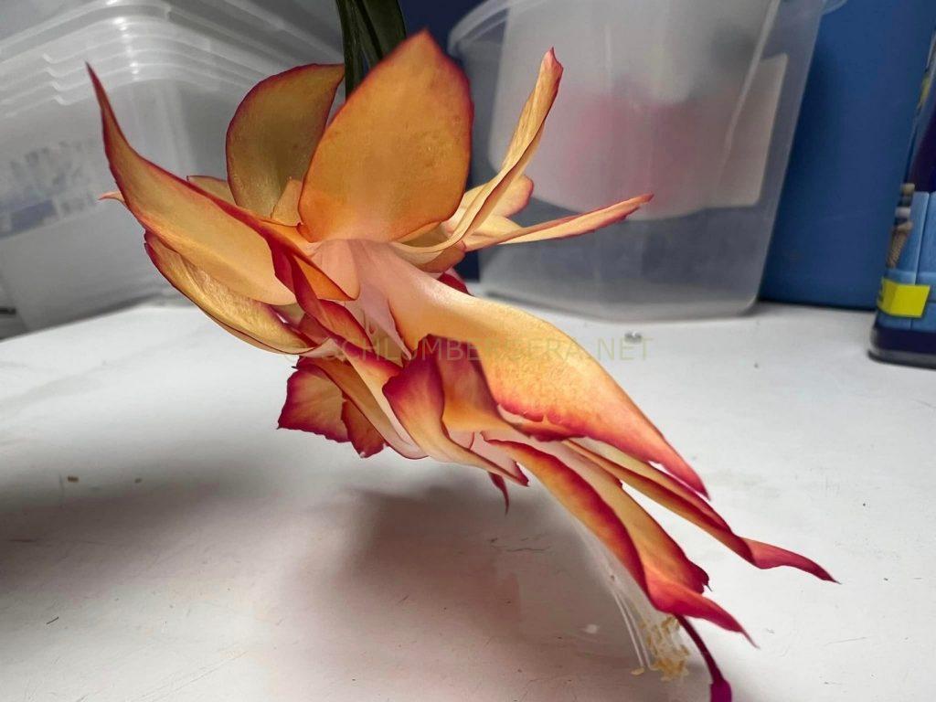 Schlumbergera 'Eternity'