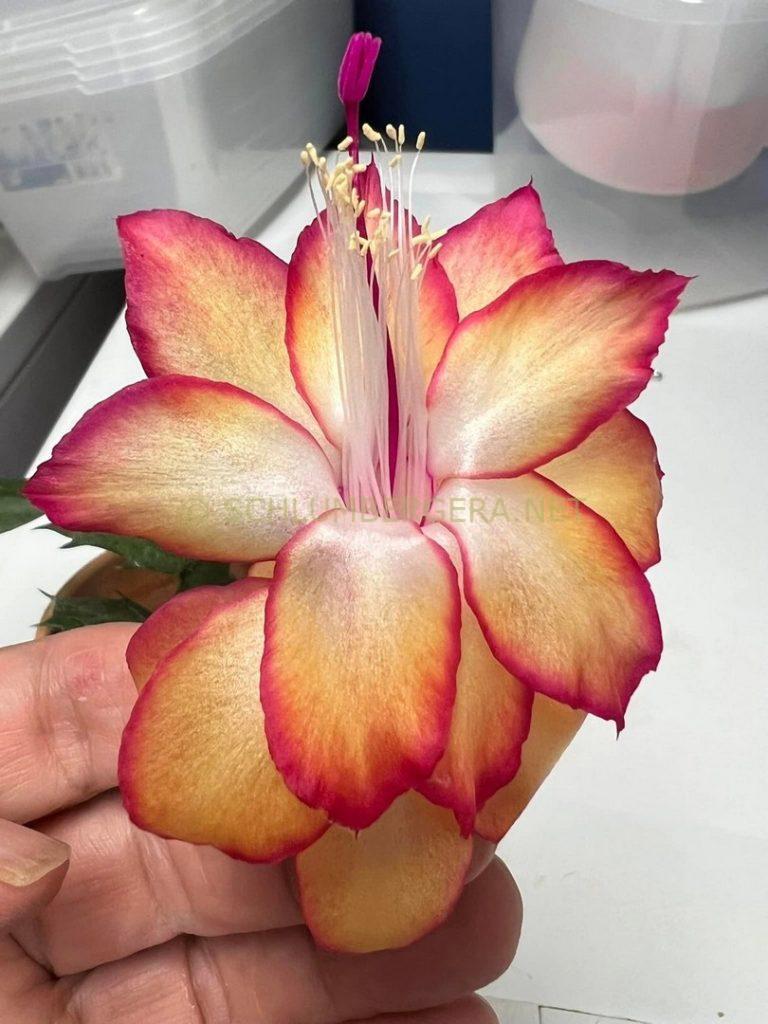 Schlumbergera 'Eternity'