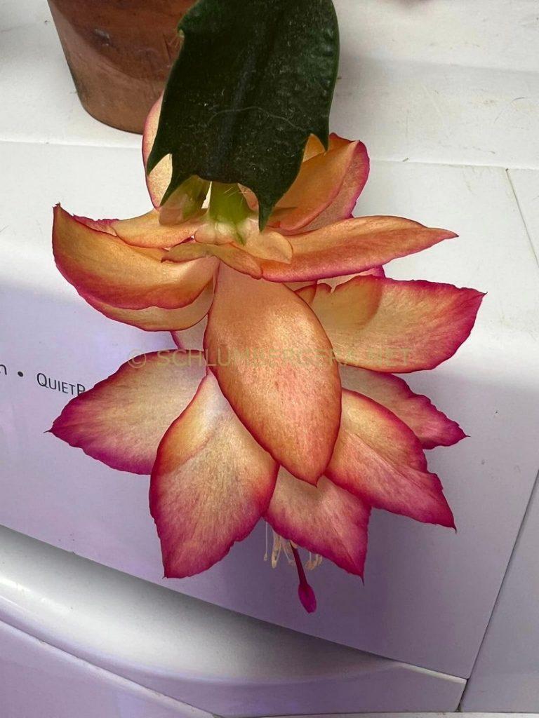 Schlumbergera 'Eternity'