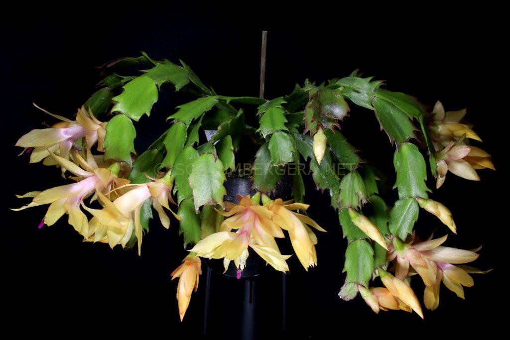 Schlumbergera 'Nombre d'Or'