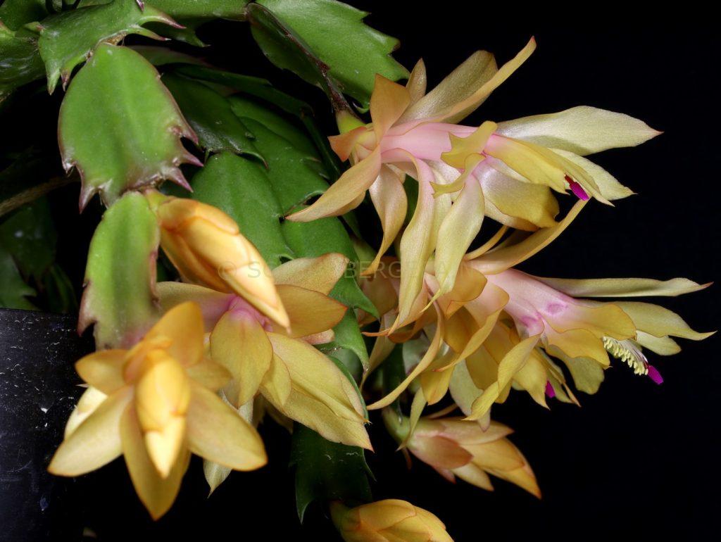 Schlumbergera 'Nombre d'Or'