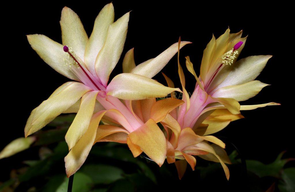 Schlumbergera 'Nombre d'Or'