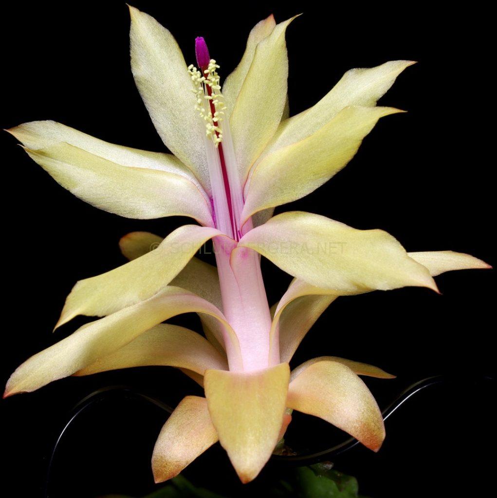 Schlumbergera 'Nombre d'Or'