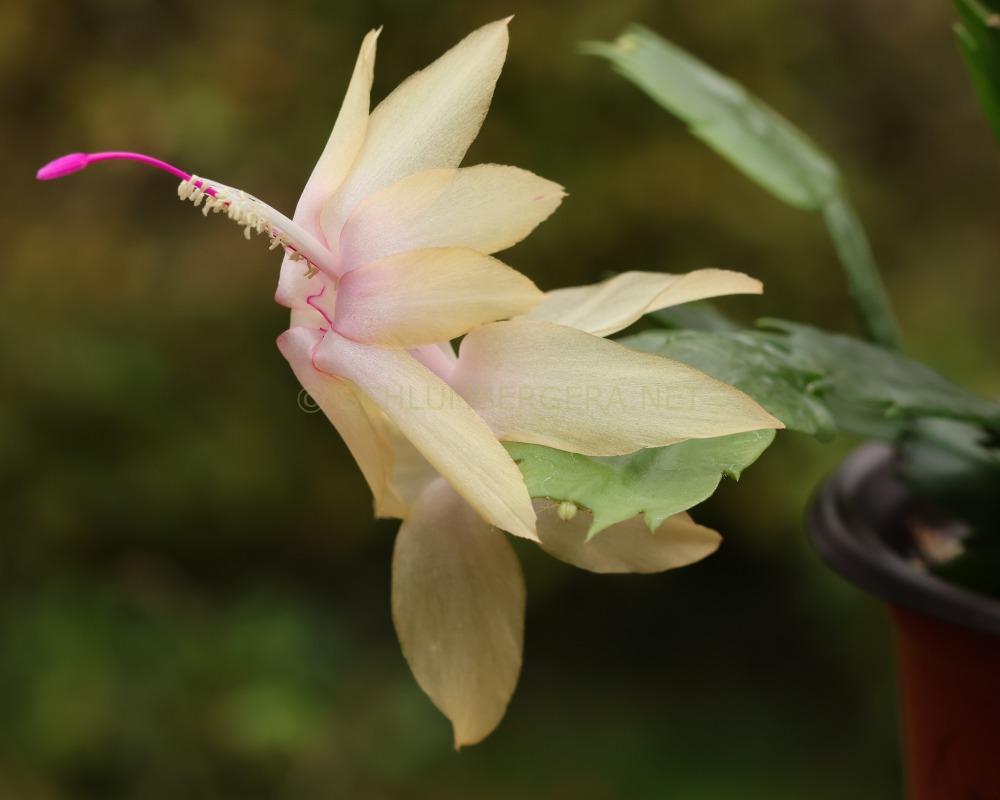 Schlumbergera 'Christmas Flame'