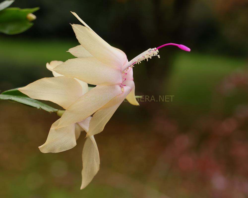 Schlumbergera 'Christmas Flame'