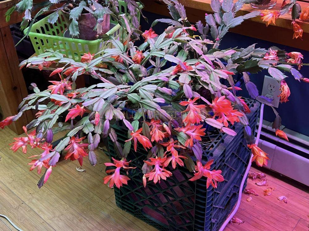 Schlumbergera 'Flamenca'
