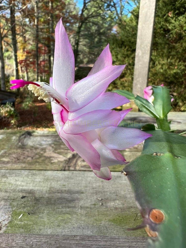 Schlumbergera 'Pastel'