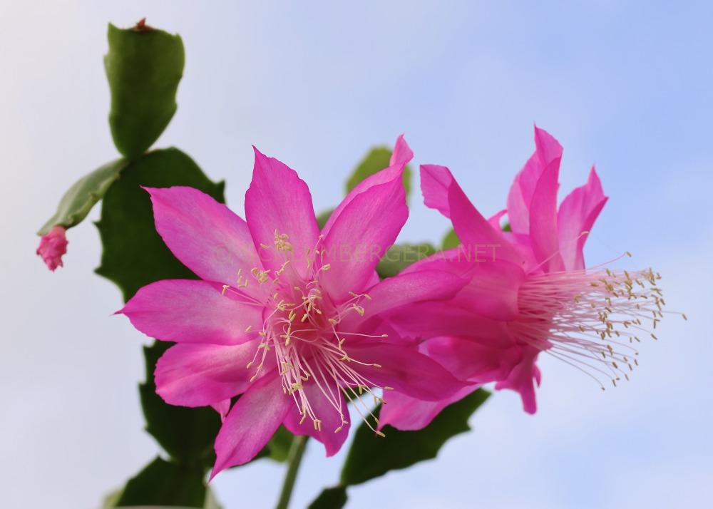 Schlumbergera 'TK Cherry Rose'