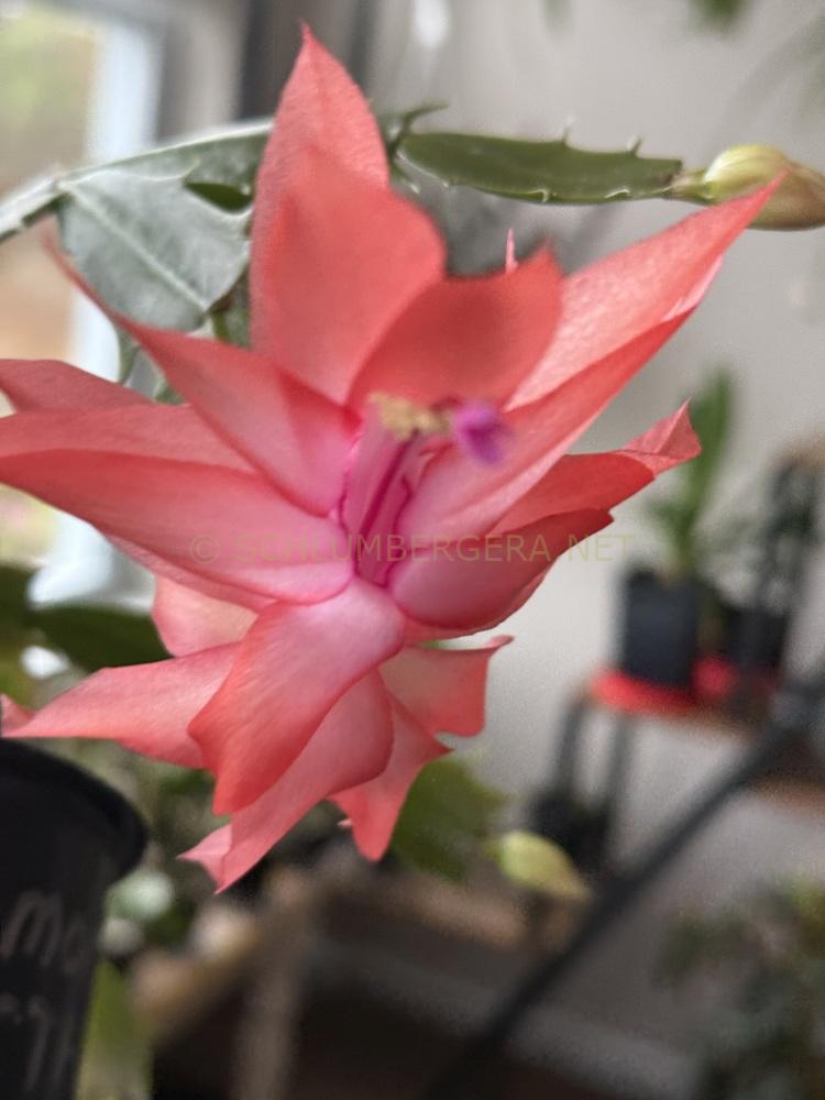 Schlumbergera 'Westraliana Perth Dawn'