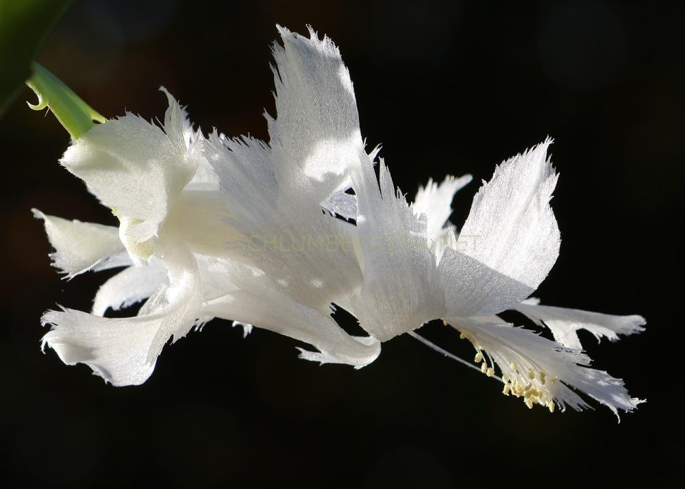 Schlumbergera 'White Flamenco'